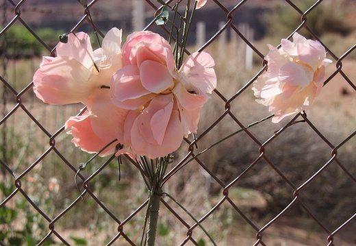 Jeffs Paria Canyon 2010 687